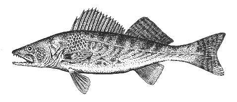 Walleye