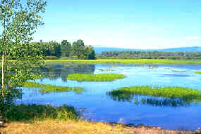 Waterfowl Viewing on Anahim Lake