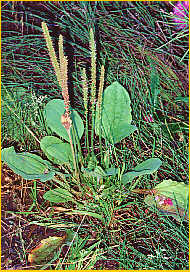 Common Plantain